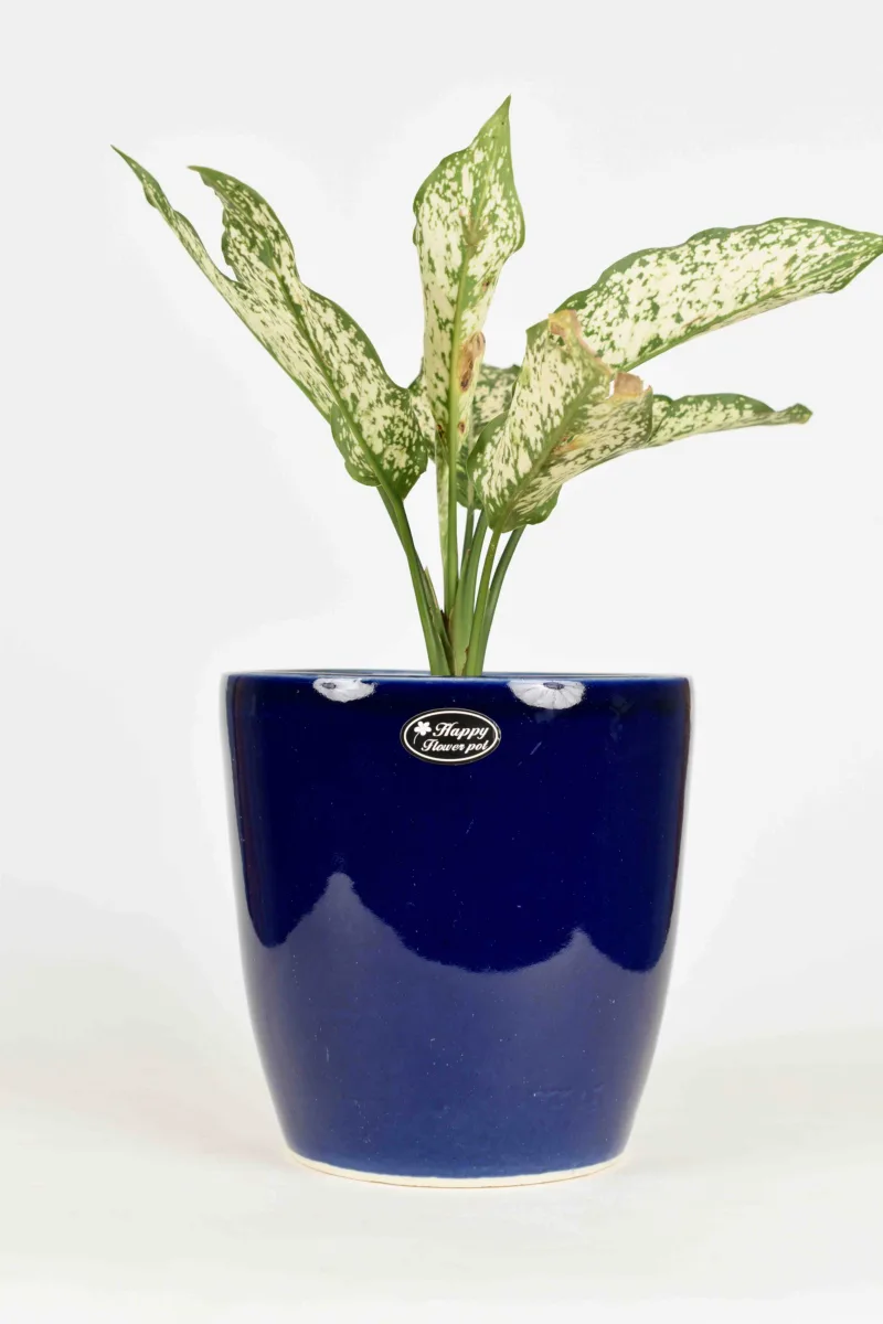 Classic Ceramic Planter — 4" Dia × 4" Height — Primary View