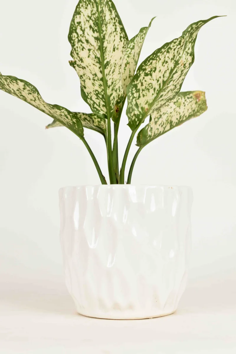 Classic Ceramic Planter Set of 2 (2" Dia) — Primary View