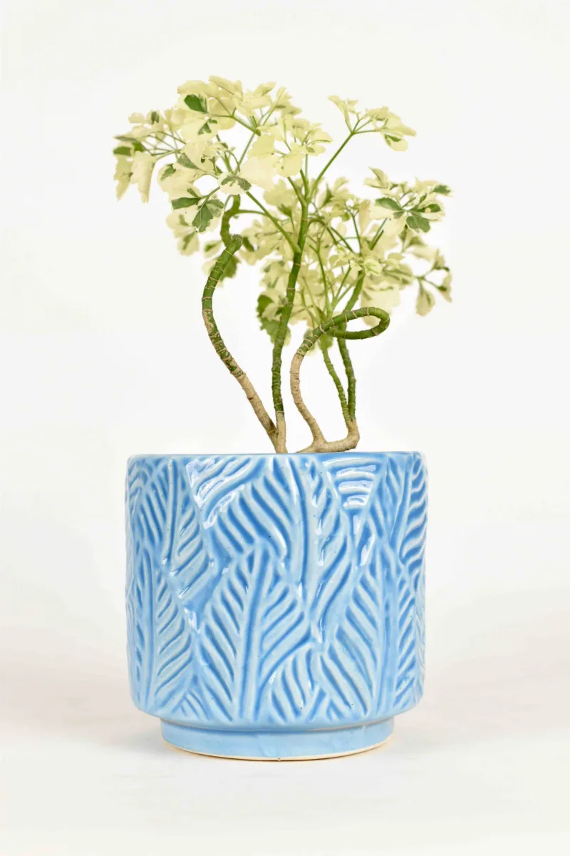 Classic Ceramic Planter — 4.5" Dia × 4.5" Height — Primary View