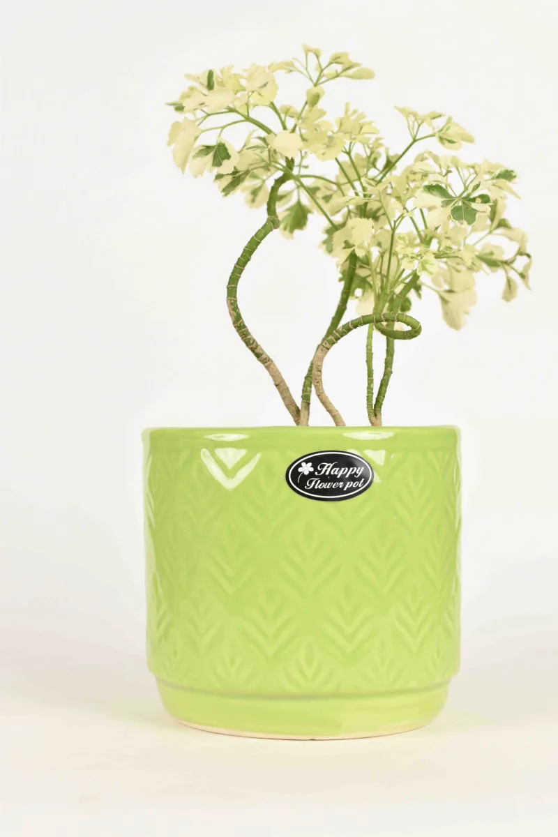 Classic Ceramic Planter — 5.5" Dia × 5" Height — Primary View