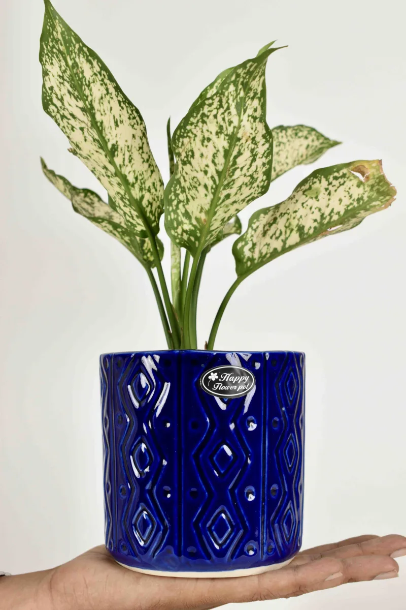 Classic Ceramic Planter — 6" Dia × 4.5" Height — Primary View