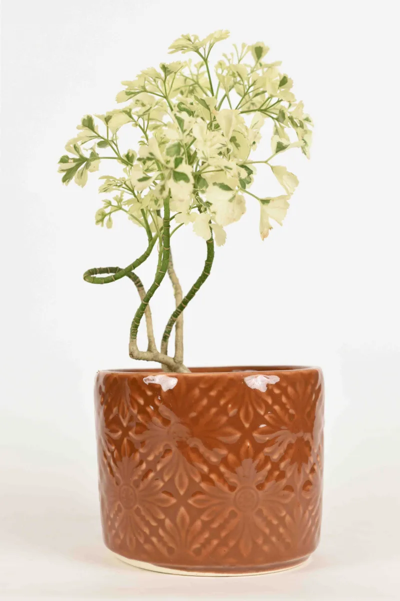 Classic Ceramic Planter — 5" Dia × 4" Height — Primary View