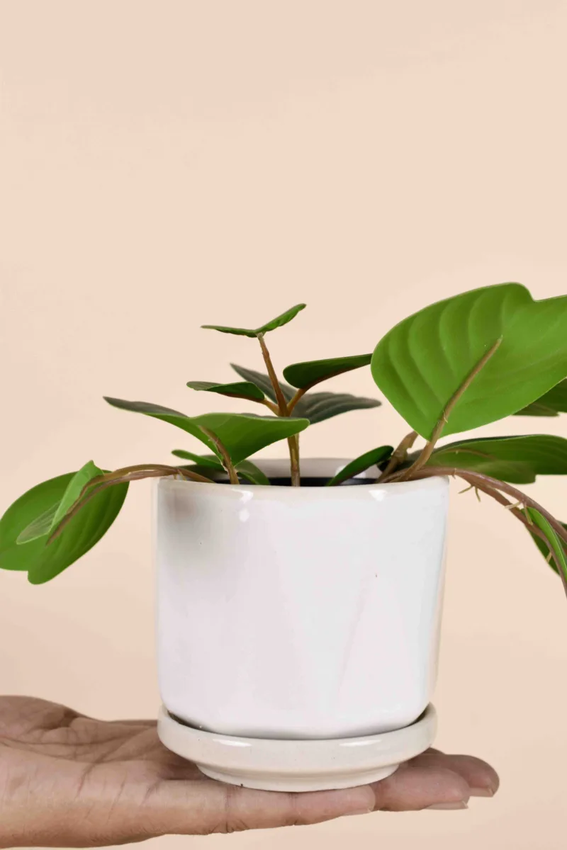 Classic Ceramic Planter — 5" Dia × 4" Height — Primary View