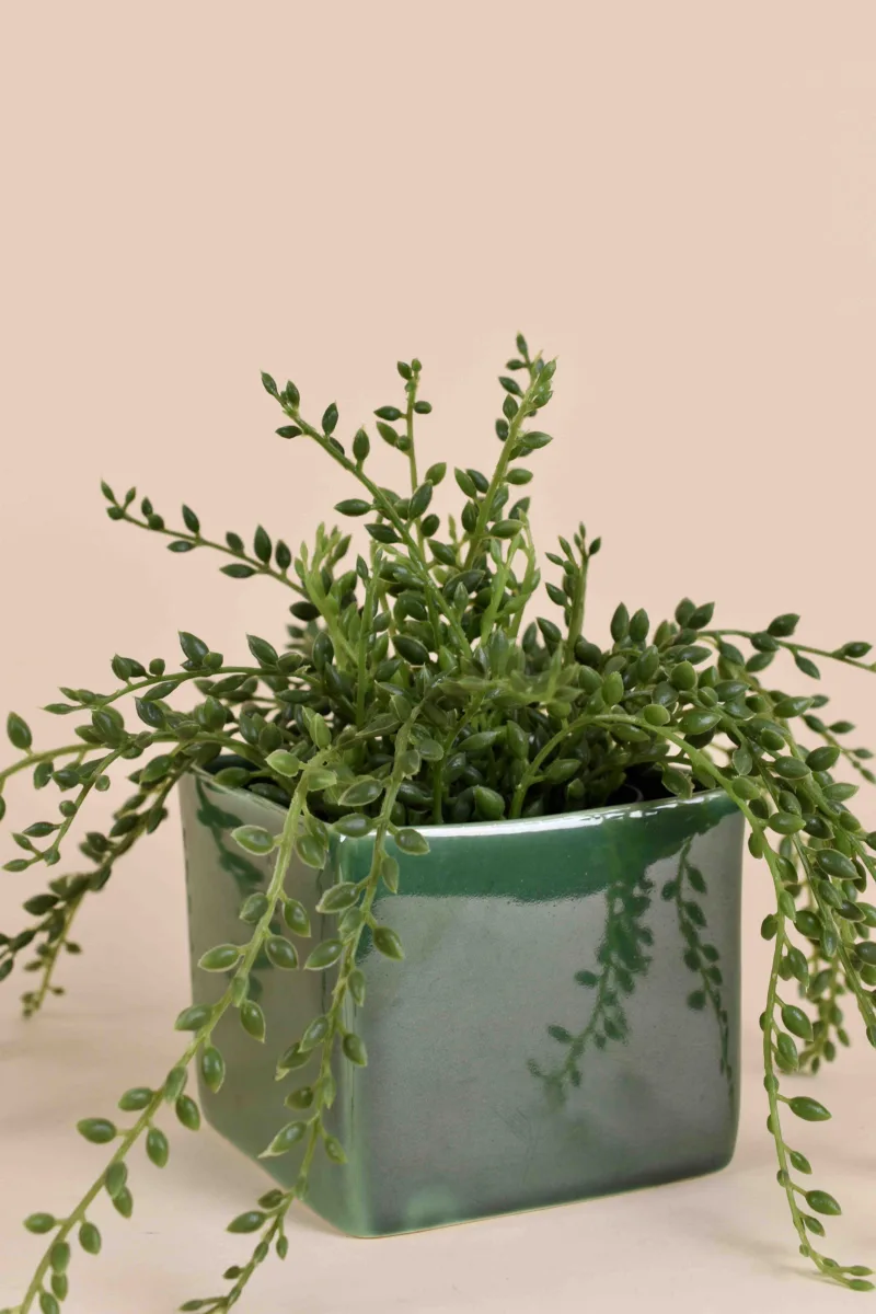 Classic Ceramic Planter — 8" Dia × 3.5" Height
