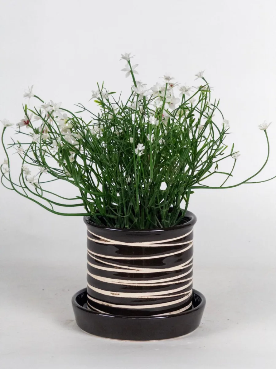 Classic Ceramic Planter — 4" Dia × 4" Height — Primary View