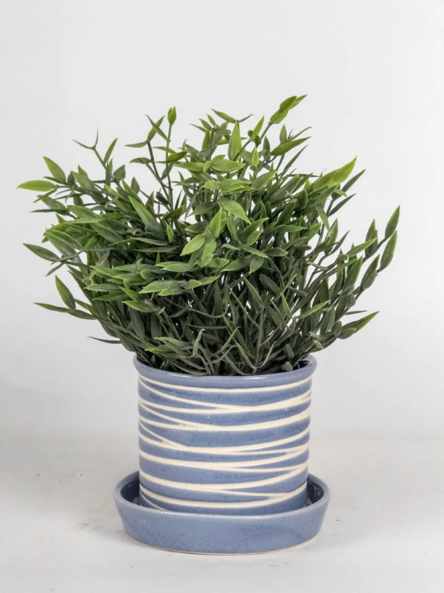 Classic Ceramic Planter — 4" Dia × 4" Height — Primary View