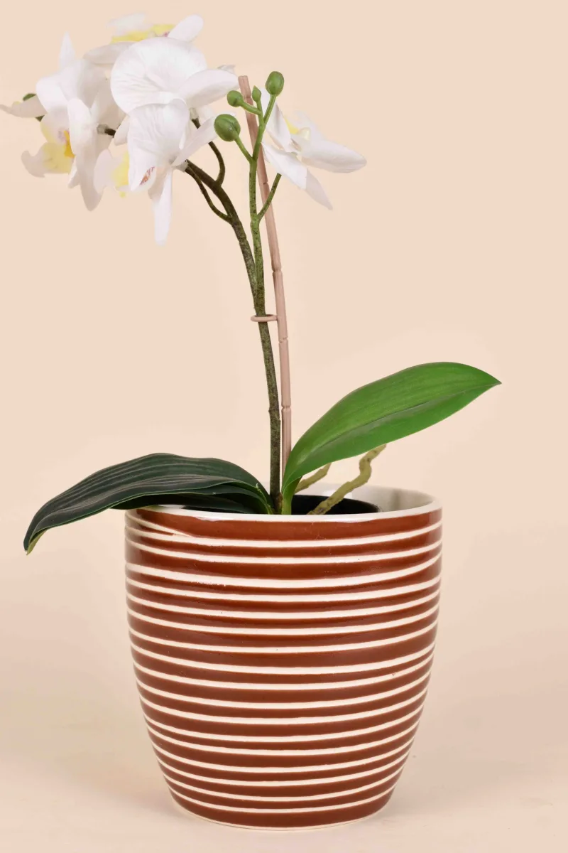 Classic Ceramic Planter — 5" Dia × 3.5" Height — Primary View