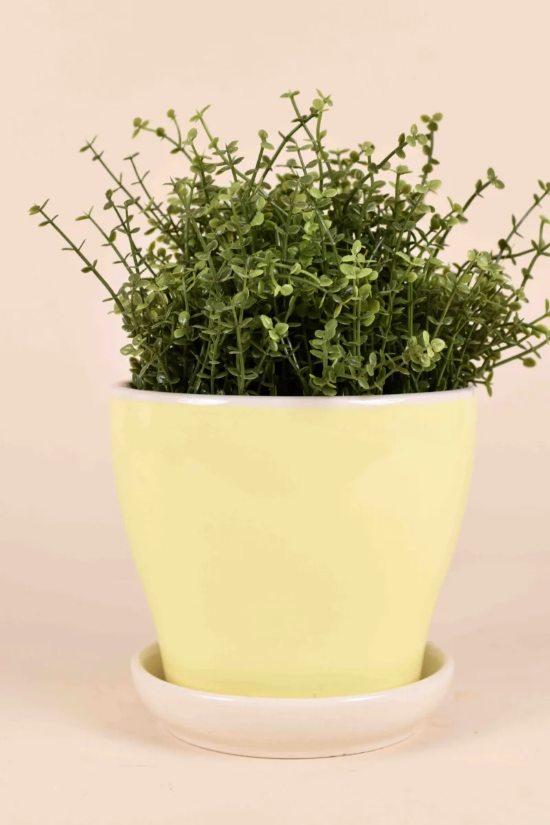 Classic Ceramic Planter — 5" Dia × 3.5" Height — Primary View