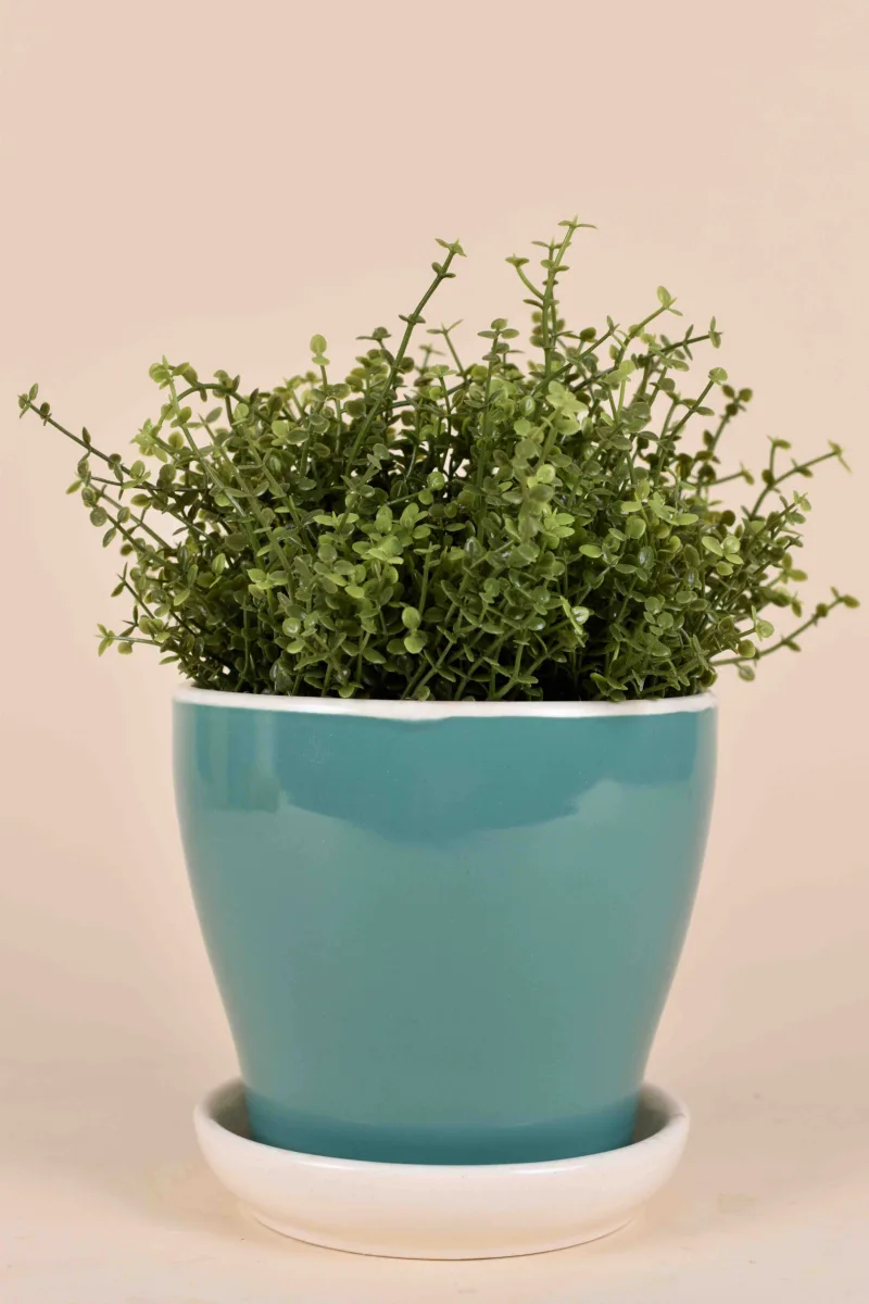 Classic Ceramic Planter — 6" Dia × 6" Height — Primary View
