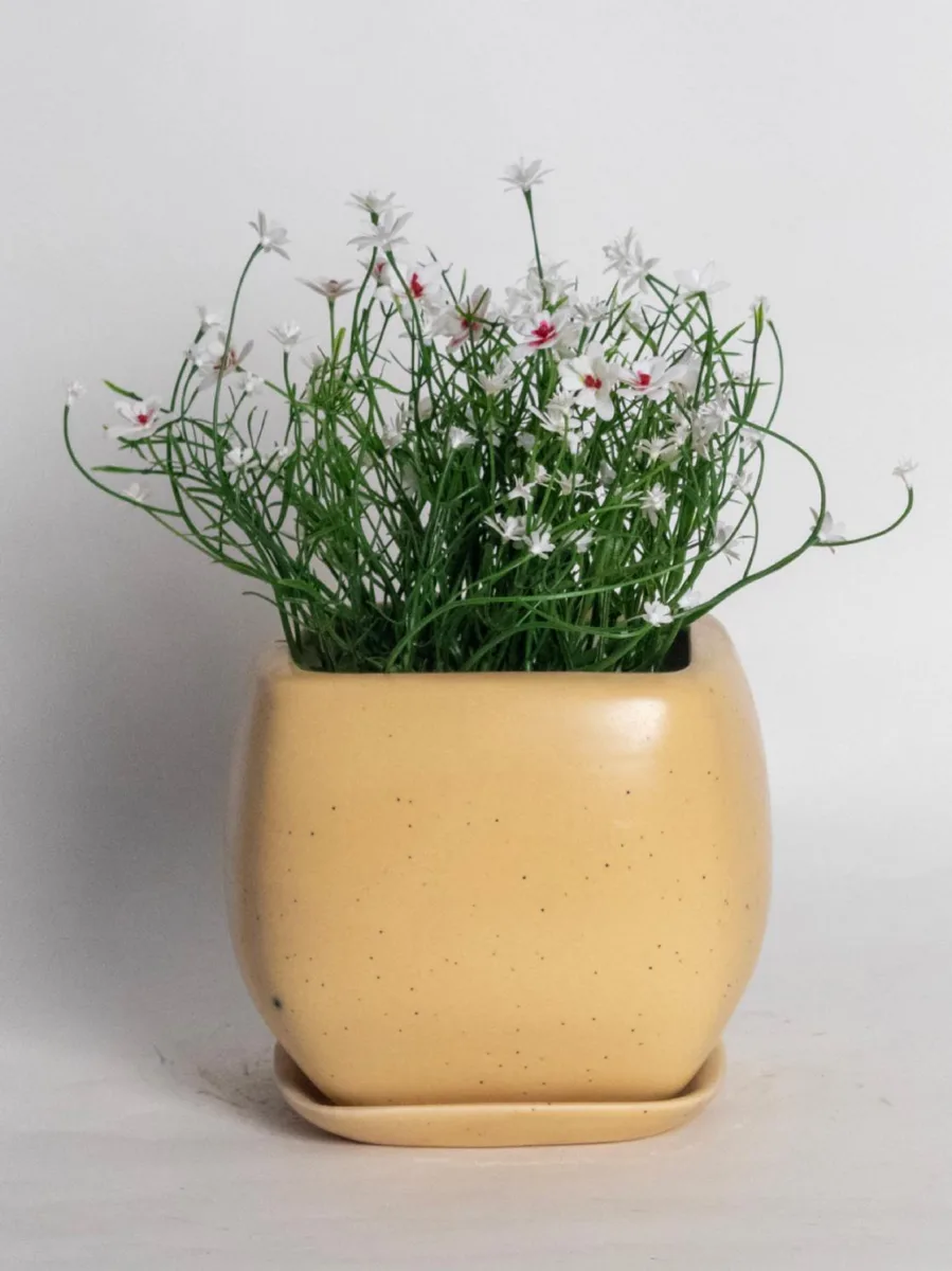 Classic Ceramic Planter — 5.5" Dia × 5" Height — Primary View