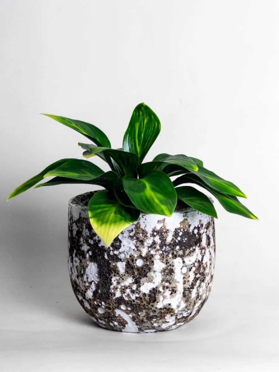 Classic Ceramic Planter — 6" Dia × 5.5" Height — Primary View