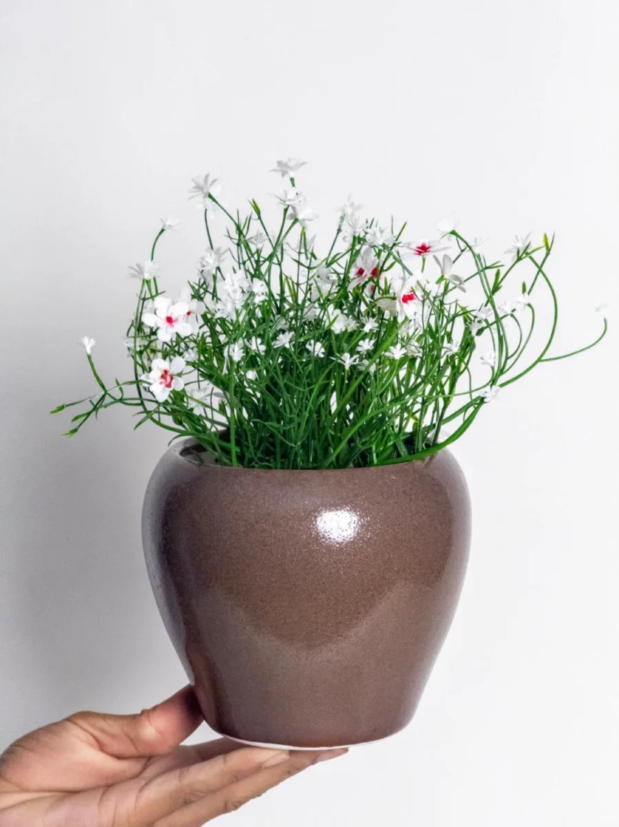 Classic Ceramic Planter — 6" Dia × 5.5" Height — Primary View