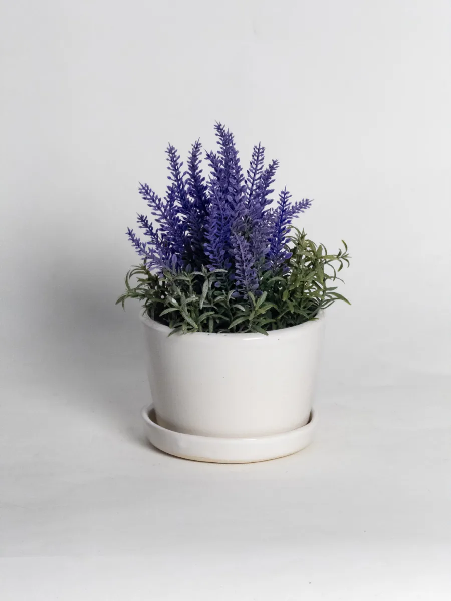 Classic Ceramic Planter — 8.5" Dia × 4" Height — Primary View