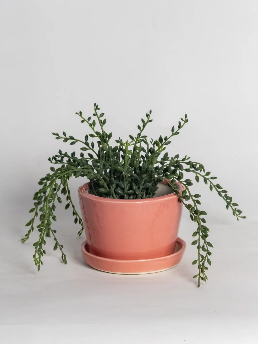 Classic Ceramic Planter — 7.5" Dia × 4" Height — Primary View