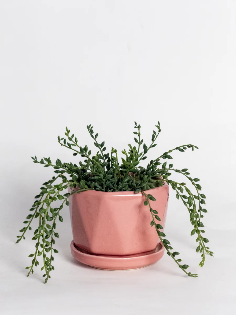 Classic Ceramic Planter — 5.5" Dia × 5" Height — Primary View