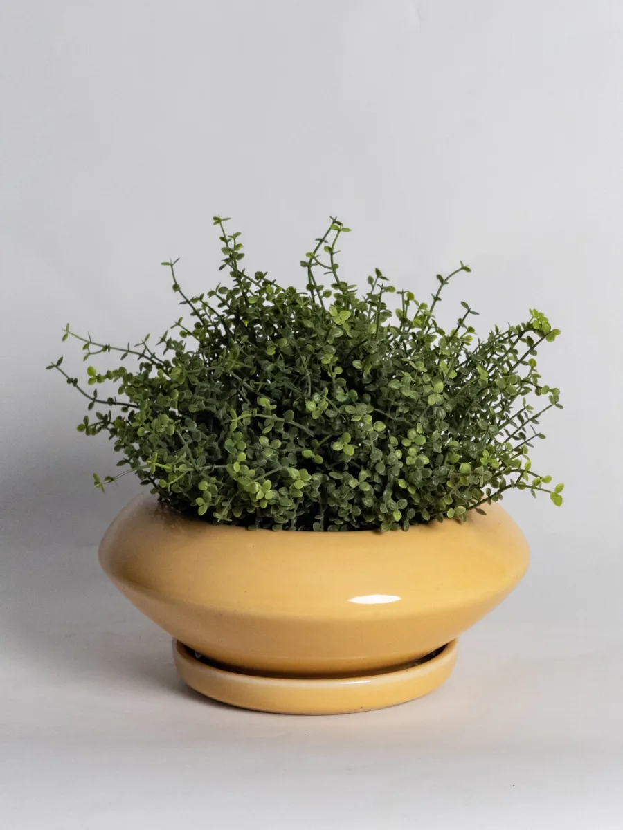 Classic Ceramic Planter Set of 3 (3" Dia) — Primary View