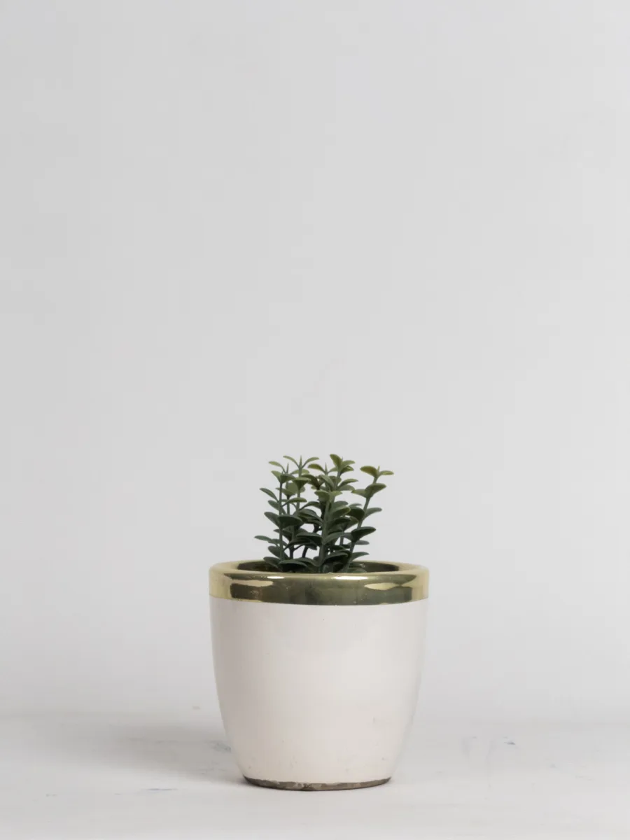 Classic Ceramic Planter — 3.5" Dia × 3.5" Height — Primary View