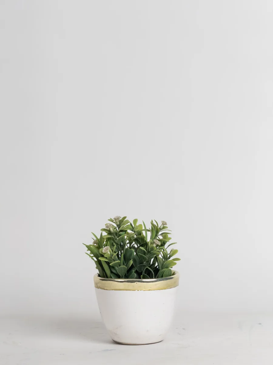 Classic Ceramic Planter — 3.5" Dia × 3" Height — Primary View