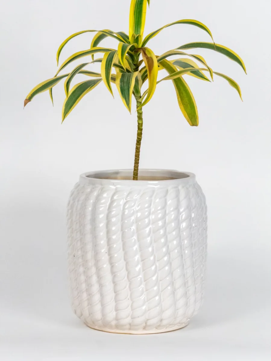 Classic Ceramic Planter — 5.5" Dia × 5" Height — Primary View