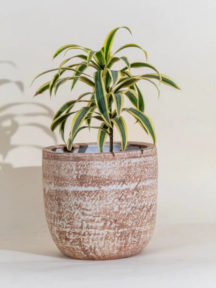 Classic Ceramic Planter — 8" Dia × 8.5" Height — Primary View