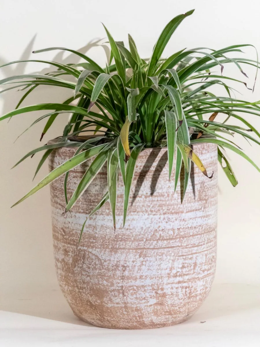 Classic Ceramic Planter — 5" Dia × 4.5" Height — Primary View