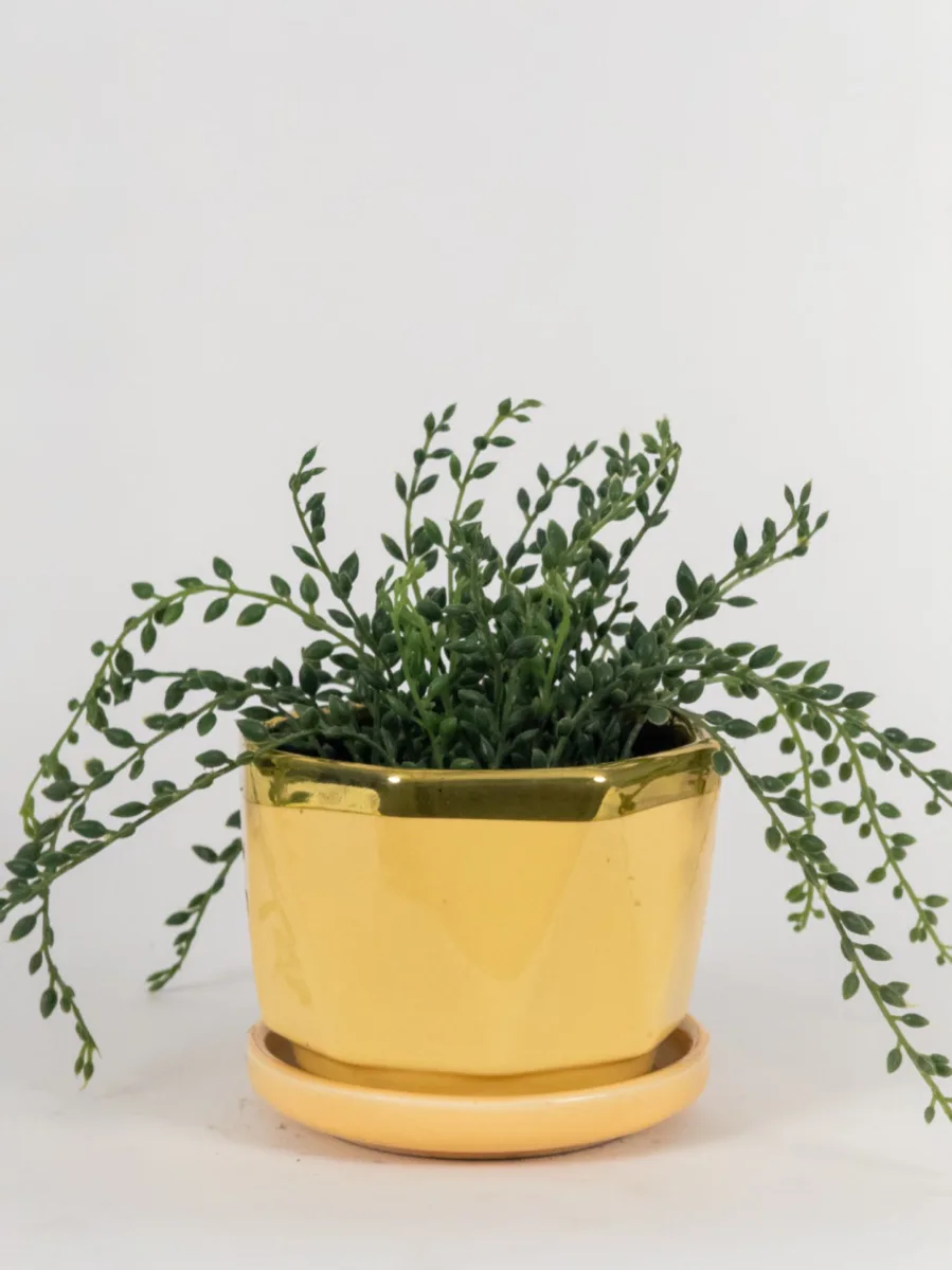 Classic Ceramic Planter — 5" Dia × 5" Height — Primary View