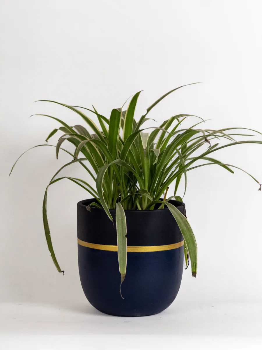 Classic Ceramic Planter — 3.5" Dia × 3" Height — Primary View