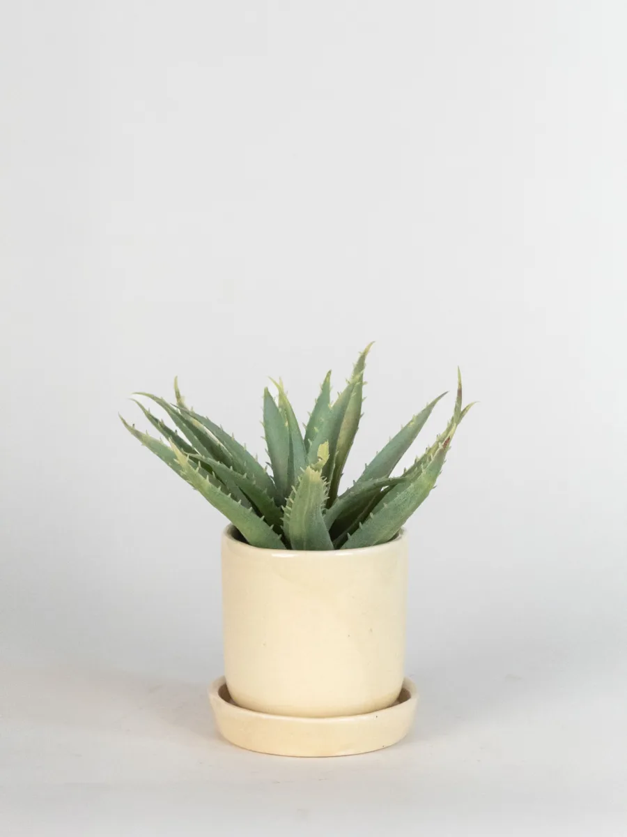 Classic Ceramic Planter — 7.5" Dia × 3.5" Height — Primary View