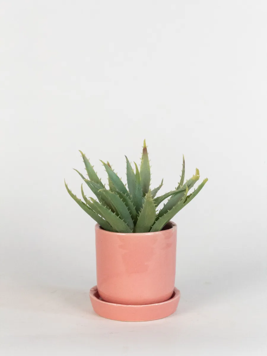 Classic Ceramic Planter — 5.5" Dia × 2" Height — Primary View