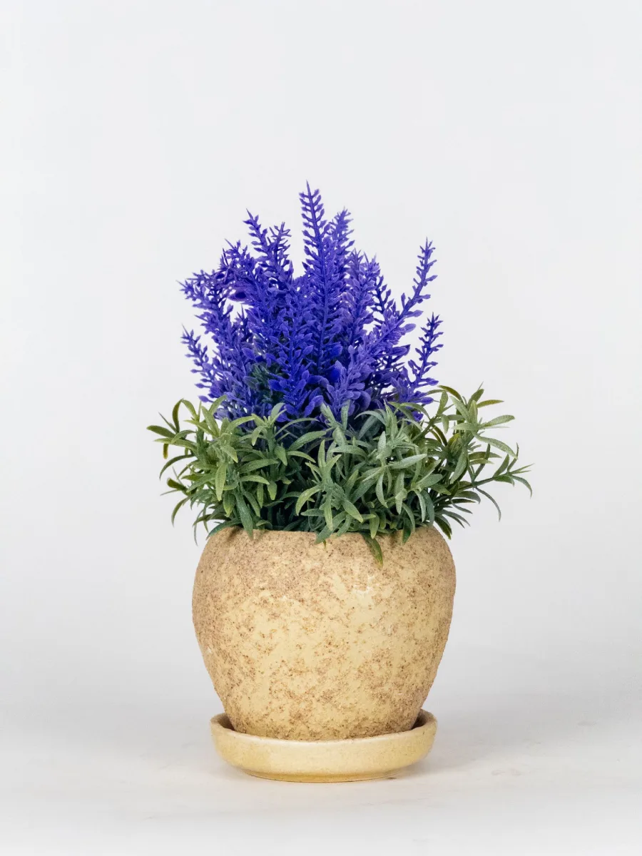 Classic Ceramic Planter — 5.5" Dia × 5" Height — Primary View