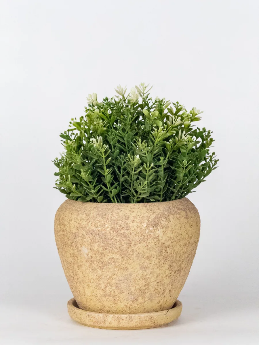 Classic Ceramic Planter — 2.5" Dia × 2" Height — Primary View