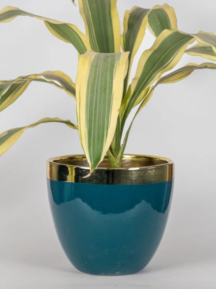 Classic Ceramic Planter — 6" Dia × 5.5" Height — Primary View