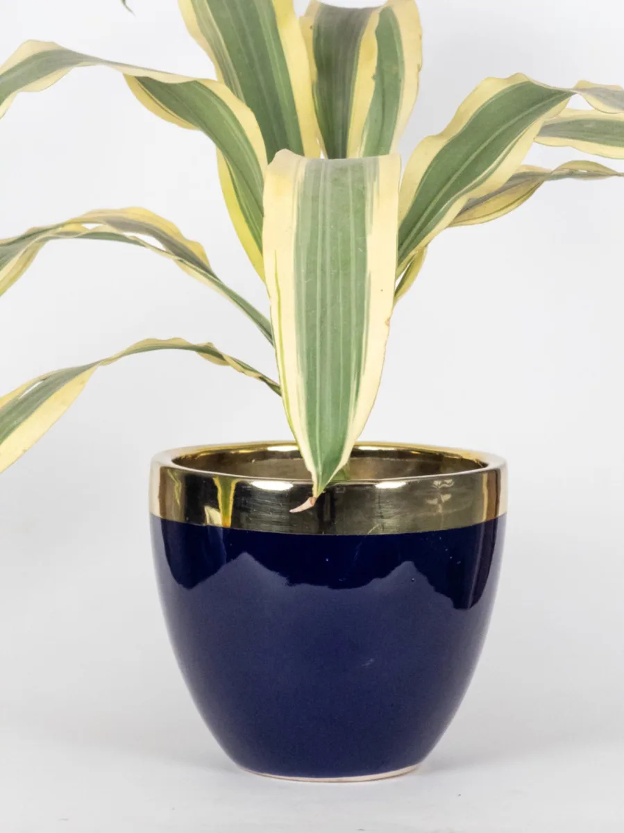 Classic Ceramic Planter — 5.7" Dia × 7" Height — Primary View
