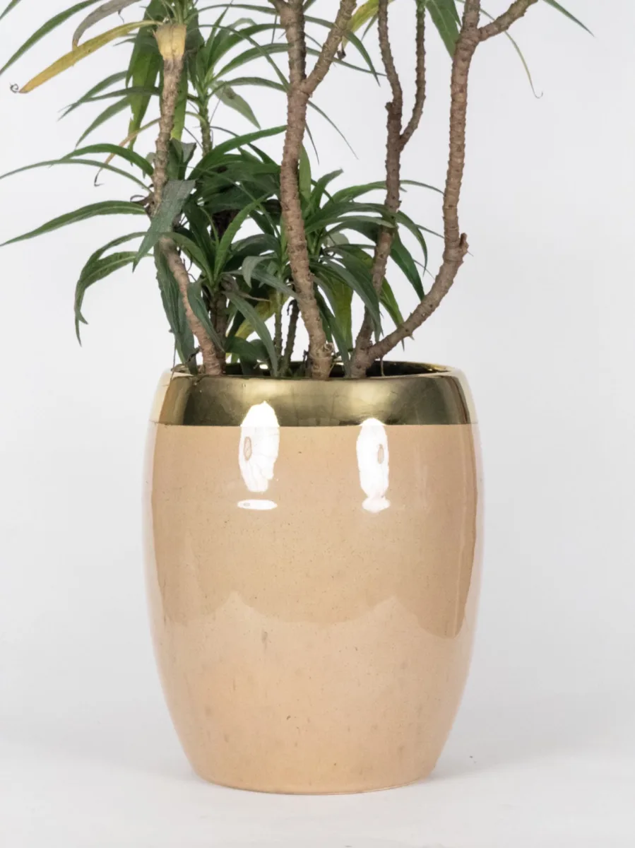 Classic Ceramic Planter — 5.5" Dia × 2" Height — Primary View