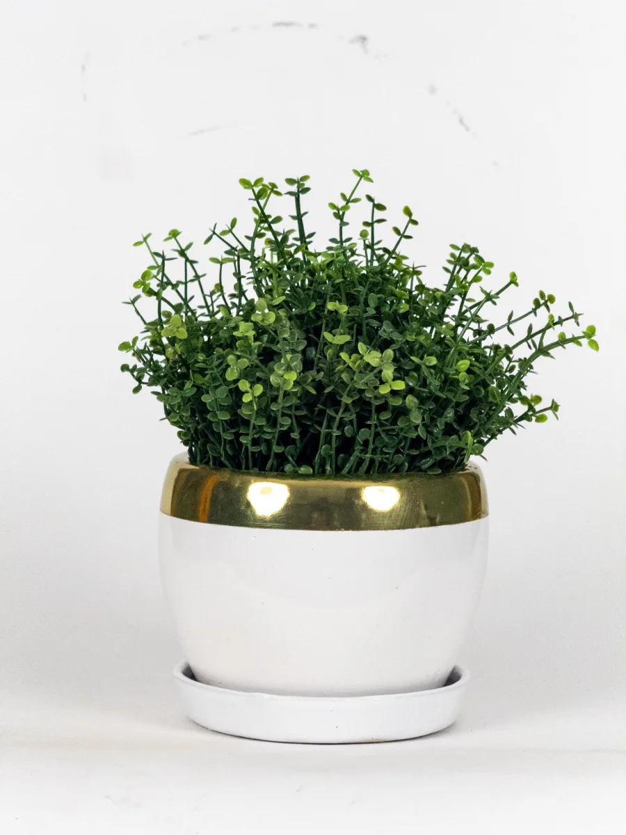 Classic Ceramic Planter — 5" Dia × 4" Height — Primary View