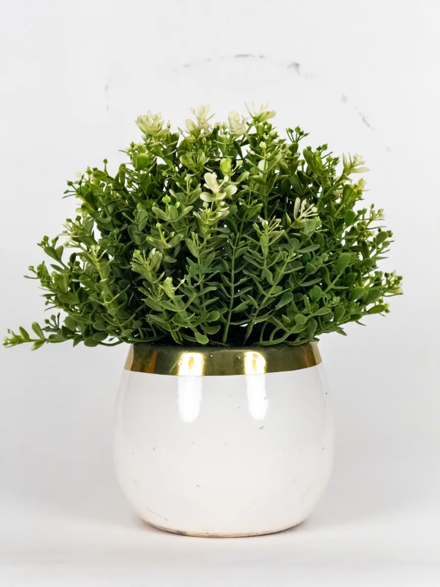 Classic Ceramic Planter — 5.5" Dia × 4.5" Height — Primary View