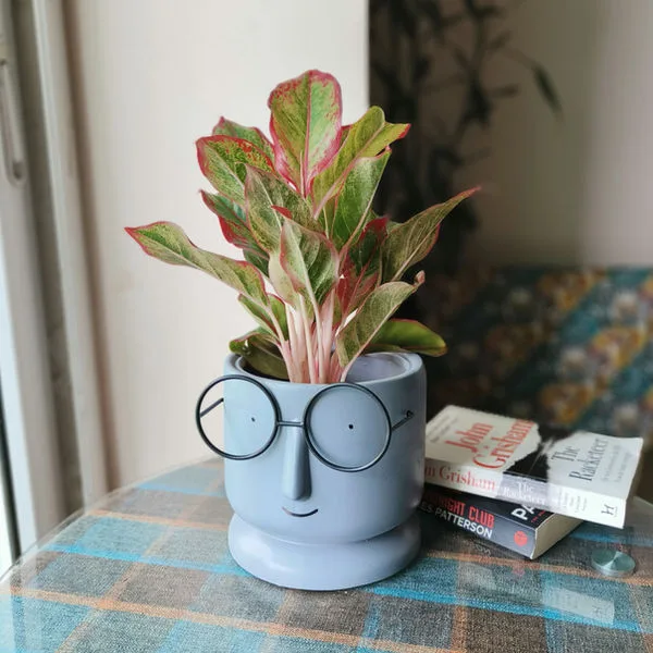 Classic Ceramic Planter — 5" Dia × 4" Height — Primary View