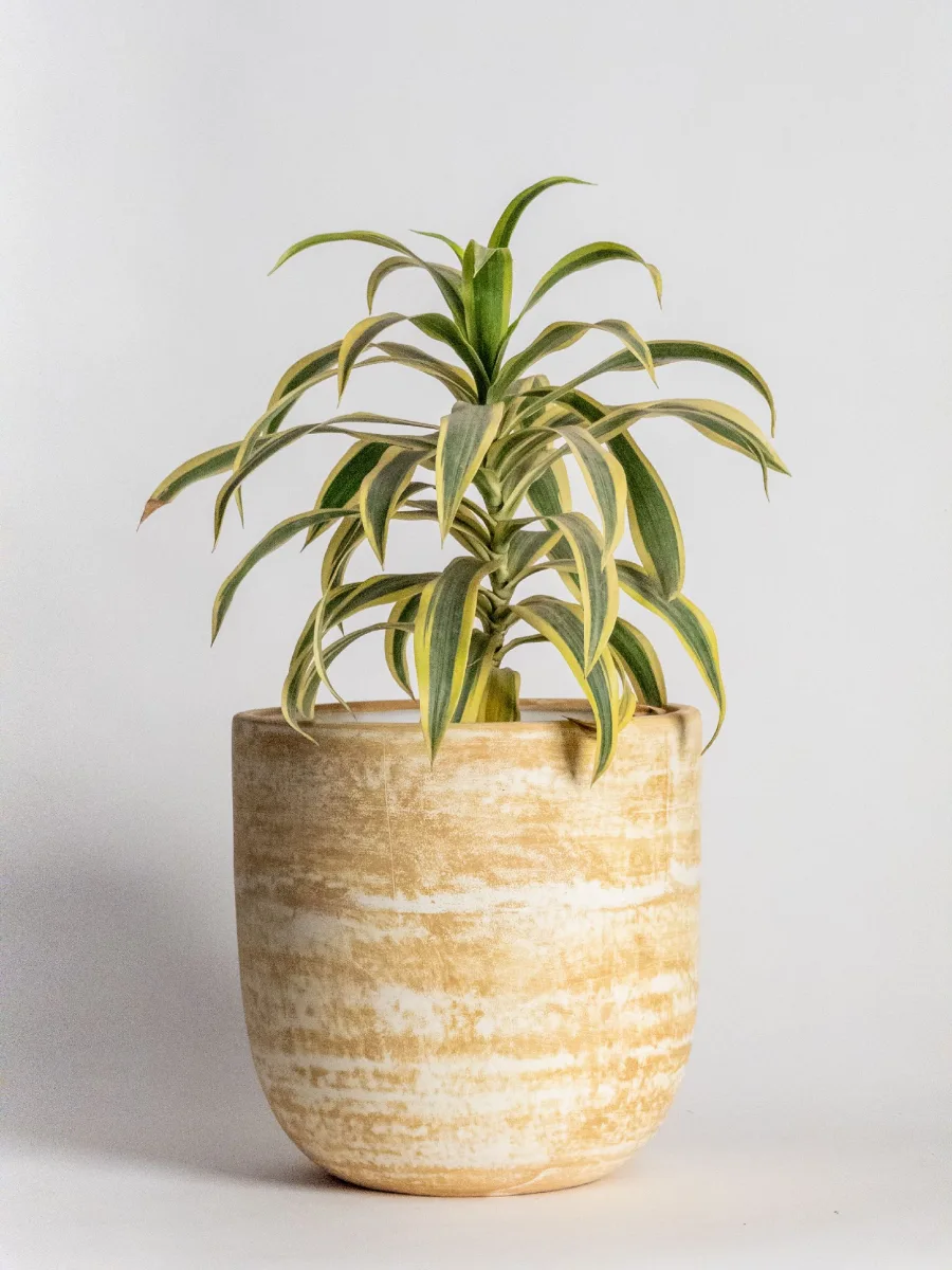 Classic Ceramic Planter — 6" Dia × 5.5" Height — Primary View