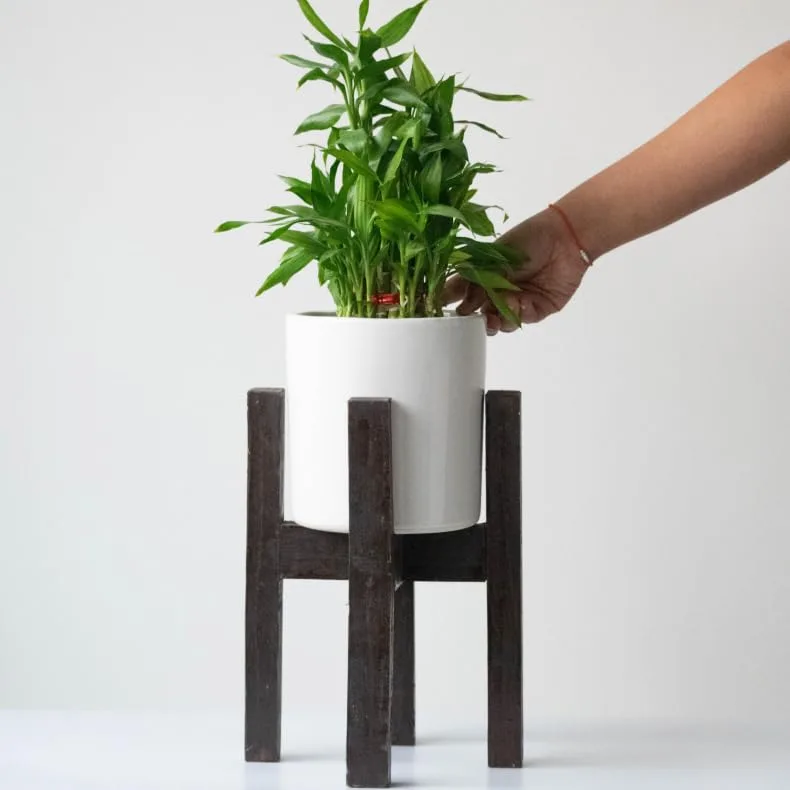 Classic Ceramic Planter — 4.5" Dia × 3.5" Height — Primary View