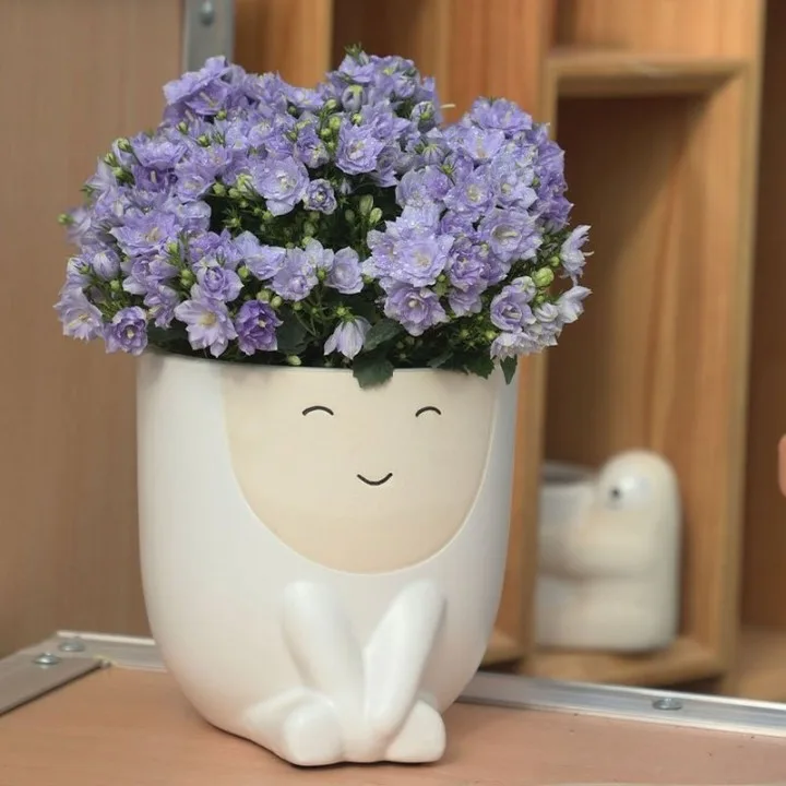 Classic Ceramic Planter — 5.5" Dia × 5" Height — Primary View