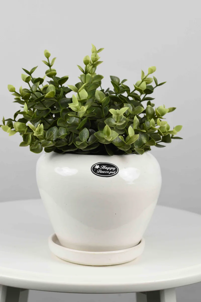 Classic Ceramic Planter — 2.5" Dia × 2" Height — Primary View