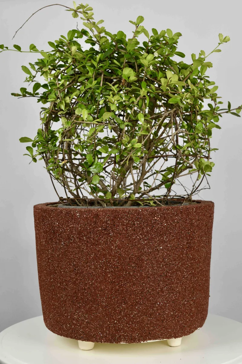 Classic Ceramic Planter — 6" Dia × 5" Height — Primary View