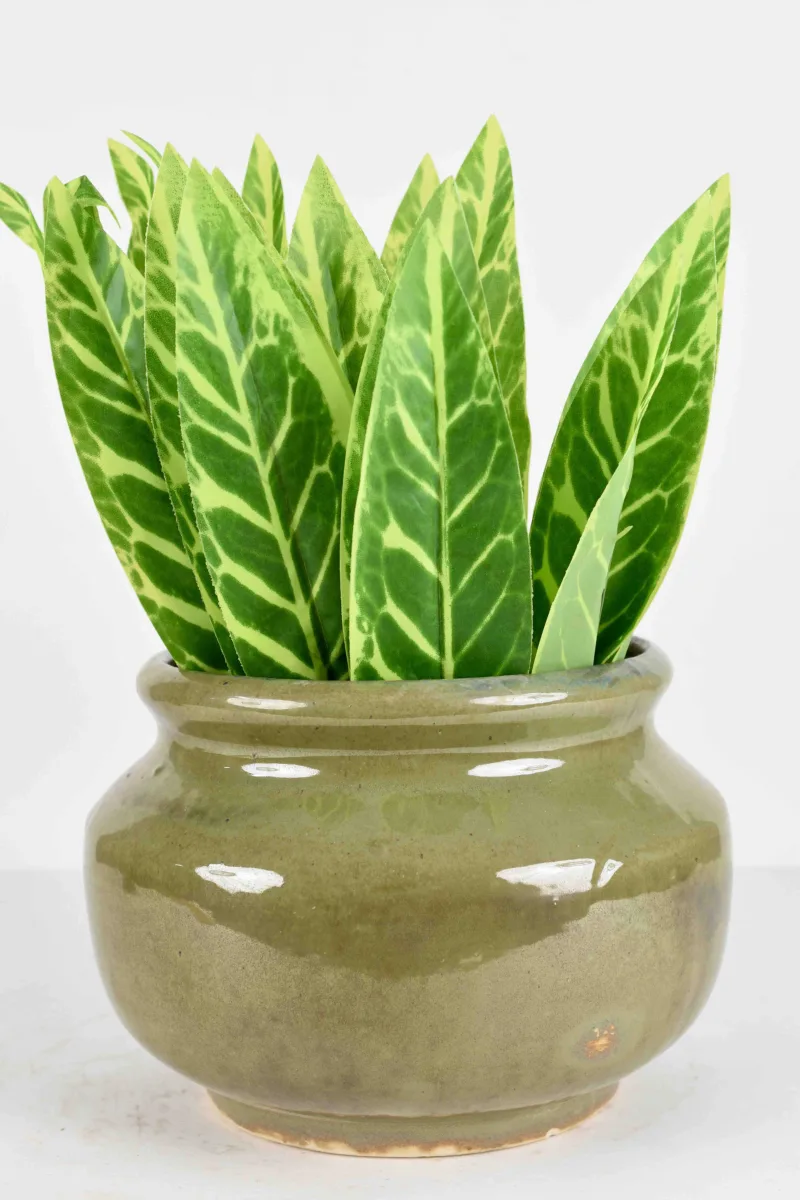 Classic Ceramic Planter — 4.5" Dia × 5" Height — Primary View