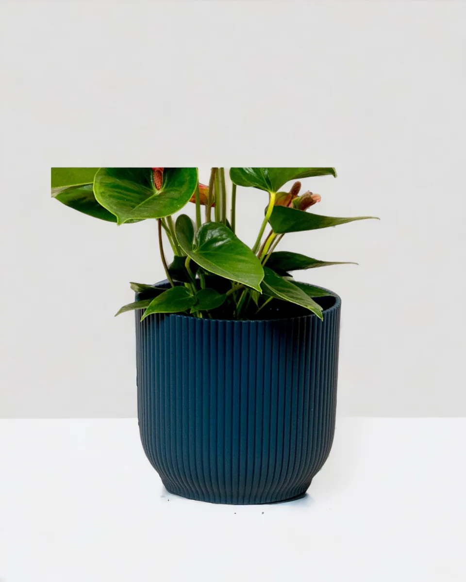 Classic Ceramic Planter — 4" Dia × 4" Height — Primary View