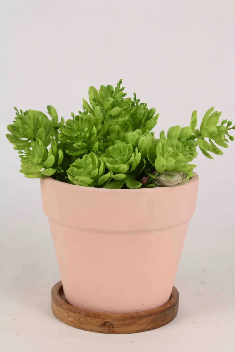 Classic Ceramic Planter — 3.5" Dia — Primary View