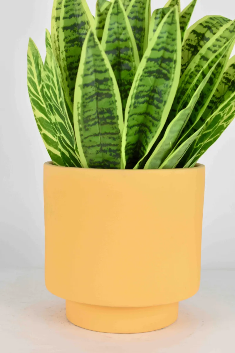 Classic Ceramic Planter — 5.5" Dia × 5" Height — Primary View