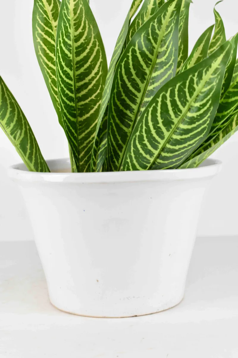 Classic Ceramic Planter — 4.5" Dia × 4" Height — Primary View