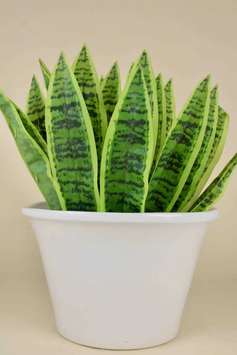 Classic Ceramic Planter — 5.5" Dia × 5.5" Height — Primary View