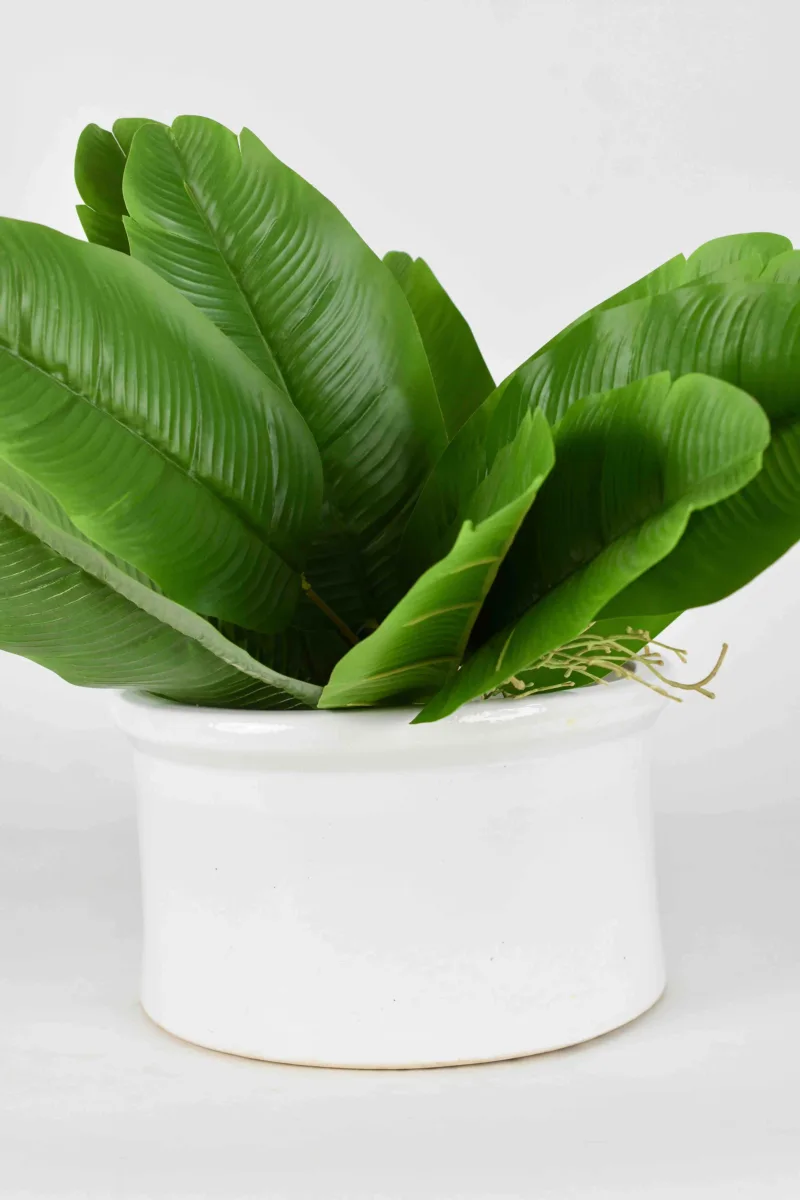 Classic Ceramic Planter — 5" Dia × 10" Height — Primary View