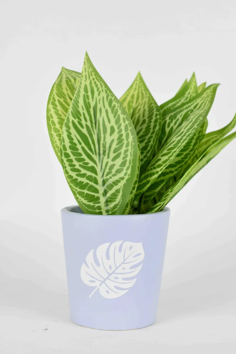 Classic Ceramic Planter — 5.5" Dia × 5.5" Height — Primary View